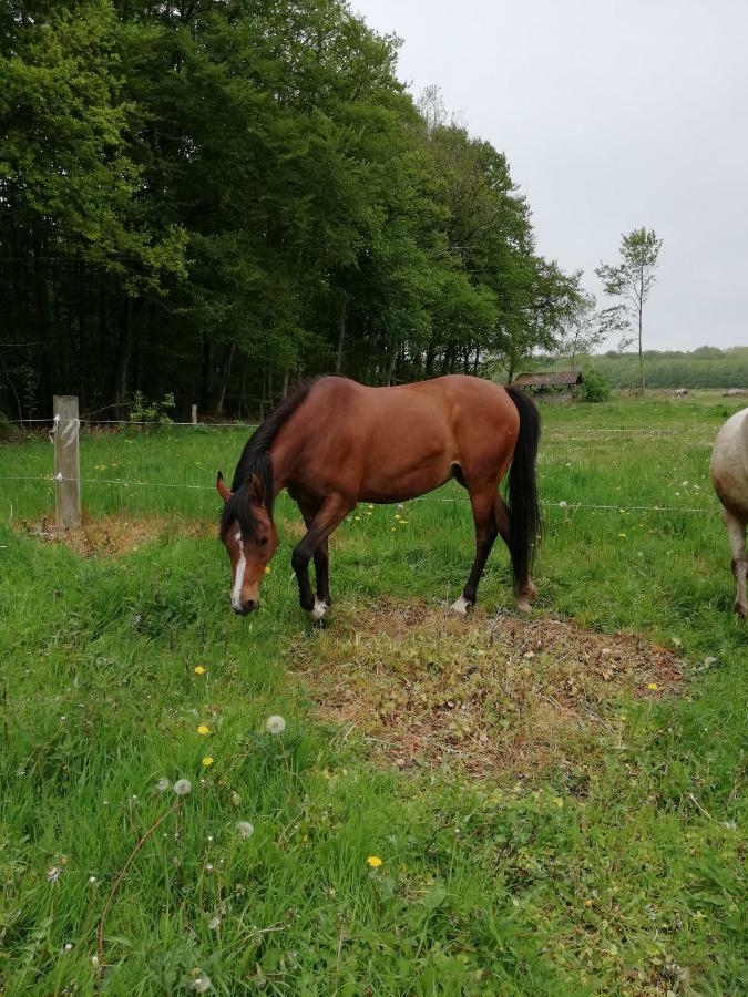 Tankefuld Living'S Horsefarm Apartment Svendborg Exterior photo